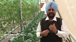 Hydroponic Cabbage Punjabi [upl. by Frangos496]