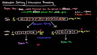 Alternative Splicing  Alternative Processing Eukaryotes [upl. by Nikral]