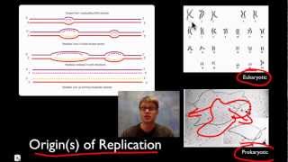 DNA Replication [upl. by Moclam314]