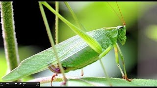 Understanding Insect Sounds Natures Orchestra [upl. by Humph]