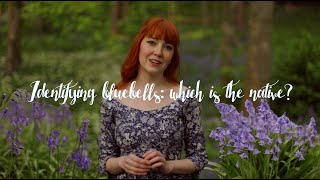 How to Identify a Native Bluebell [upl. by Eardnoed]