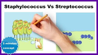 Staphylococcus vs Streptococcus How to differentiate [upl. by Norvin]