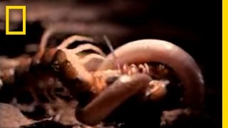 Centipede vs Snake  National Geographic [upl. by Jaddan404]