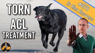 The Best Torn Dog ACL Treatment  Surgery or Home Management  Dog Care Vet Advice [upl. by Ellenid]