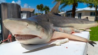 How To Fillet a Whole SHARK Atlantic Blacktip Shark [upl. by Arst963]