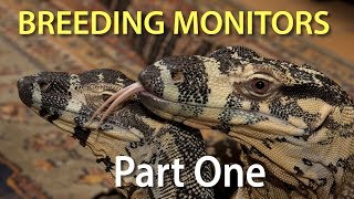 Breeding monitor lizards in captivity Part One Introduction to the series [upl. by Reagan]