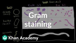 Bacterial characteristics  Gram staining  Cells  MCAT  Khan Academy [upl. by Garett736]