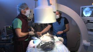 AERA Tracheal Stent Procedure in a Dog [upl. by Bresee]