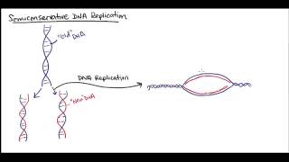 Semiconservative DNA replication [upl. by Joannes774]