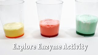 Explore Enzymes  STEM Activity [upl. by Polinski]