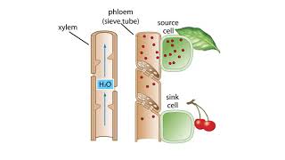 The Pressure Flow Model in a Plant [upl. by Garratt941]