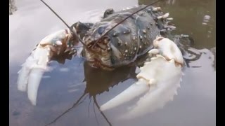 Biggest Murray Crayfish I have ever seen Massive Claws Freshwater Crayfish Euastacus armatus [upl. by Lindemann]