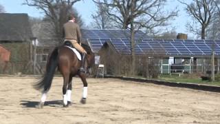 Hanoverian Dressage Horse by Stallion Lanciano [upl. by Ymmit]