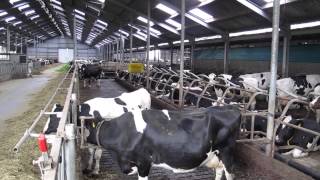 Dutch dairy farming [upl. by Eissak]