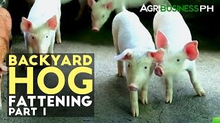 Backyard Hog Fattening Part 1  Hog Fattening Industry in the Philippines  Agribusiness Philippines [upl. by Gizela]