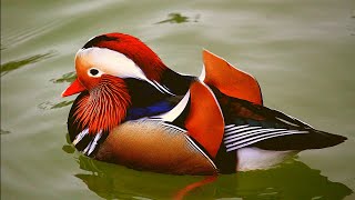 Mandarin Duck  Mandarin Duck Sound  Colorful Duck HD Video  Mandarin Duck Swimming [upl. by Ennelram396]