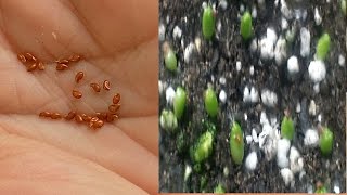 How to grow Cacti from seed [upl. by Whiney]