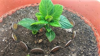 ¿Eres Jardinero Aprende estos 6 SECRETOS de Jardinería Cuanto Antes [upl. by Oivat]