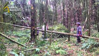 Guadua Bamboo Harvest and Treatment Process [upl. by Norton]