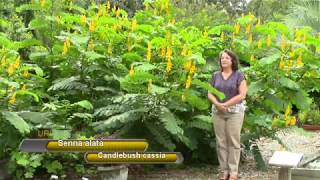 Grow a Candlebush cassia Senna alata [upl. by Waterman881]