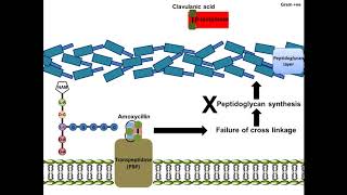 Amoxycillin  Mechanism of Action [upl. by Humberto]