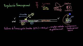 Regulación de la transcripción  Khan Academy en Español [upl. by Katie]