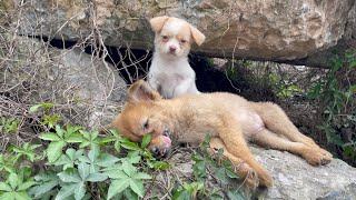 The cry for help of two dogs abandoned by their cruel owner on the side of the road and I saved them [upl. by Aerahs]