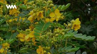 Cassia Angustifolia [upl. by Esirahs]