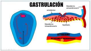 Tercera semana de desarrollo embrionario [upl. by Cunningham]