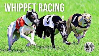 Whippet Racing [upl. by Scoter]