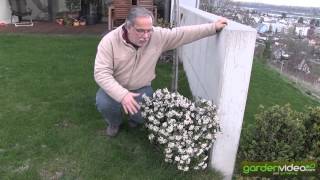 Blooming viburnum tinus [upl. by Nehemiah]