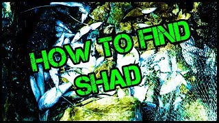 How to catch shad  where to find shad [upl. by Gilligan]