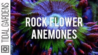 Rock Flower Anemones [upl. by Aihseit75]