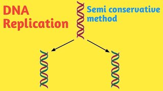 DNA replication in Eukaryotes  Semi conservative method  Pravin Bhosale [upl. by Mcneil]