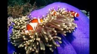 Clownfish and Sea Anemones [upl. by Drews119]