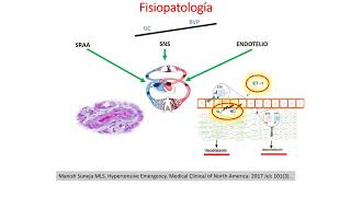 Fisiolopatología de la Hipertensión Arterial [upl. by Harday]