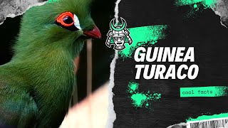 Guinea turaco facts [upl. by Eatnohs]