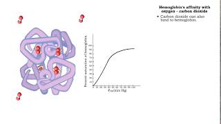 Hemoglobins affinity with oxygen  carbon dioxide temperature and bisphosphoglycerate BPG [upl. by Ennairej980]