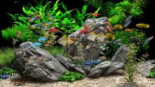 Dream Aquarium  2 Hours  8 Tanks 4K [upl. by Elwood123]