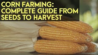 Corn Farming in the Philippines  Complete Guide from Seeds to Harvest [upl. by Ecidna]