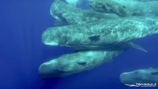 The Sound of Sperm Whales  WHALEZONETV [upl. by Nohj269]