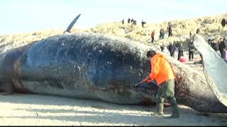 Whale explodes in mans face  February 2014 [upl. by Rawden]