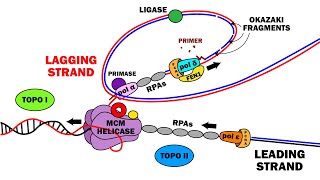 DNA REPLICATION 23  ELONGATION [upl. by Ammej891]