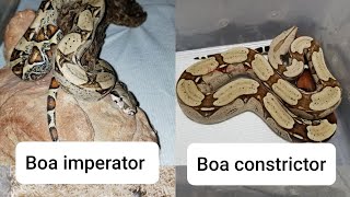 Boa imperator vs Boa constrictor [upl. by Luane]