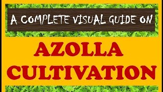 A Complete Visual Guide on AZOLLA CULTIVATION [upl. by Lyndsey]