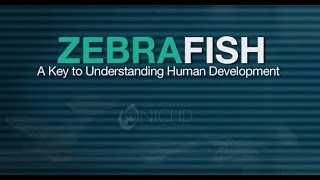 Zebrafish  A Key To Understanding Human Development [upl. by Kilbride775]