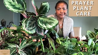 How to Care for Prayer Plants  Plant Care Tips and Maintenance [upl. by Draude]