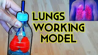 Lungs Working Model │ School Science Project [upl. by Idnis]