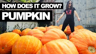 PUMPKIN  How Does it Grow [upl. by Nimsay]