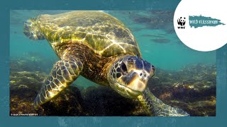 All About Sea Turtles [upl. by Brent]